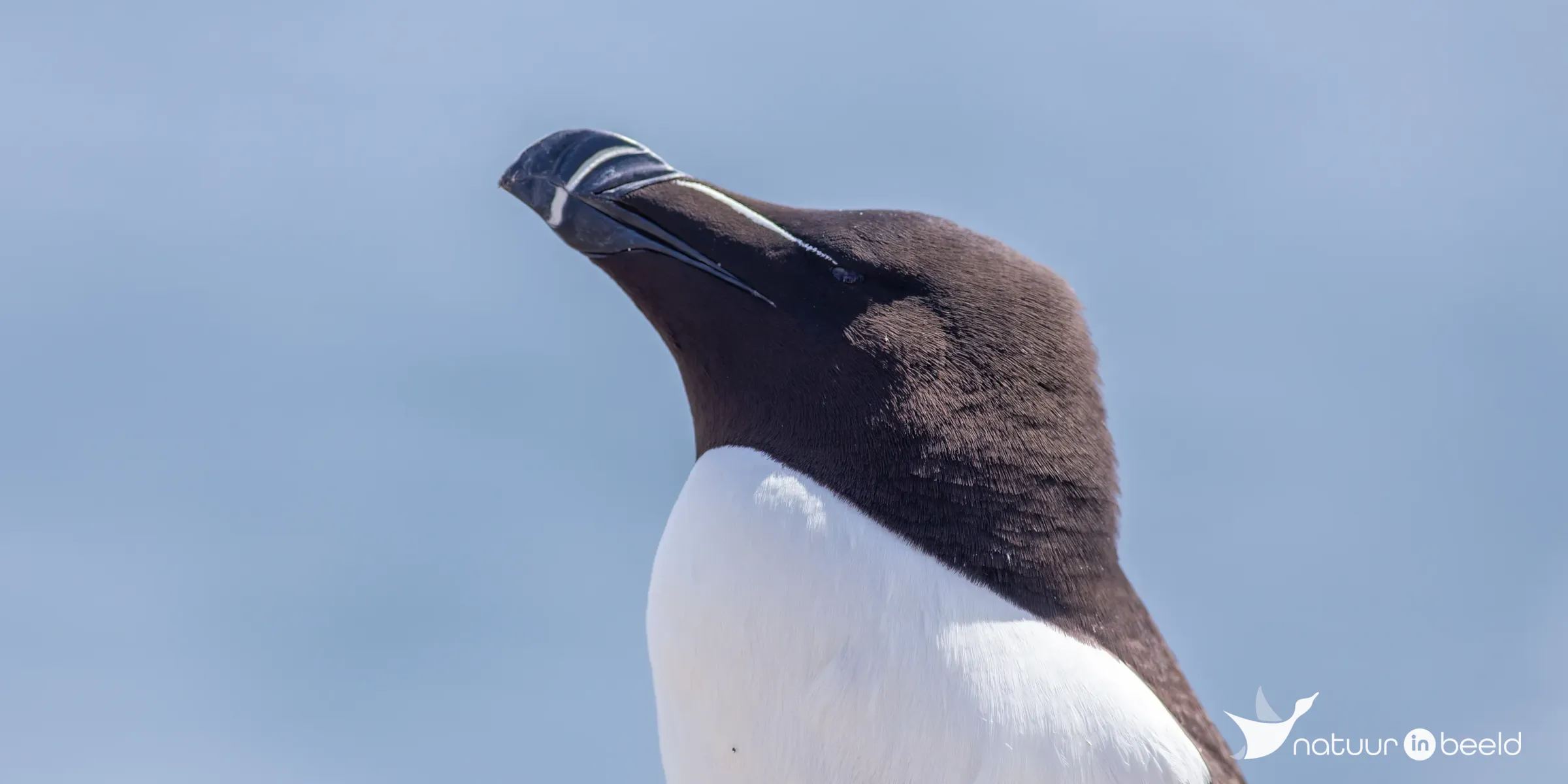 Close-up van een alk — natuurfoto van Johan van Beilen