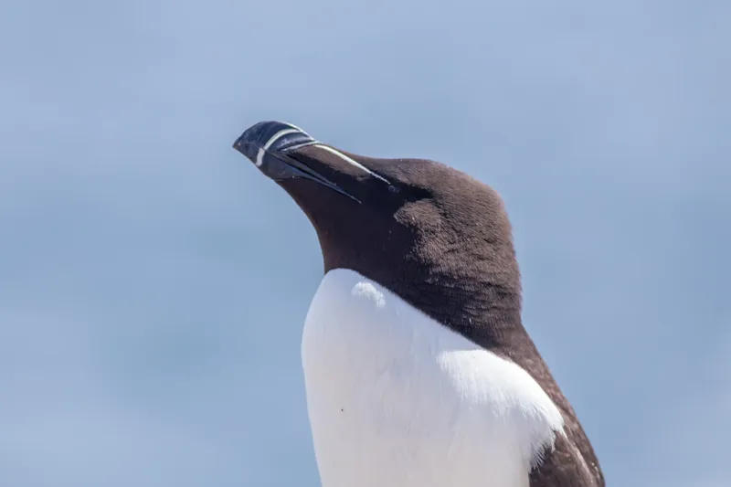 Close-up van een alk