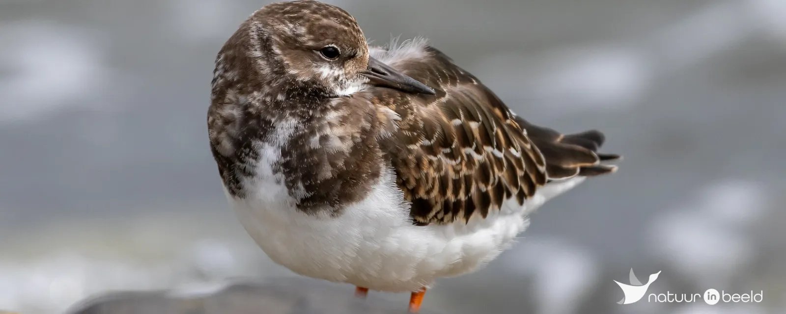 Breezanddijk - Afsluitdijk - Vogelkijkpunt