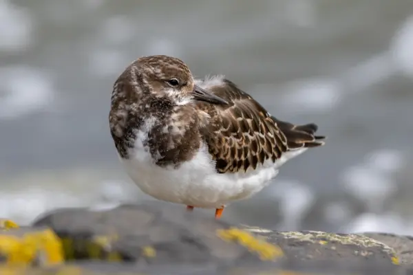 Steenloper