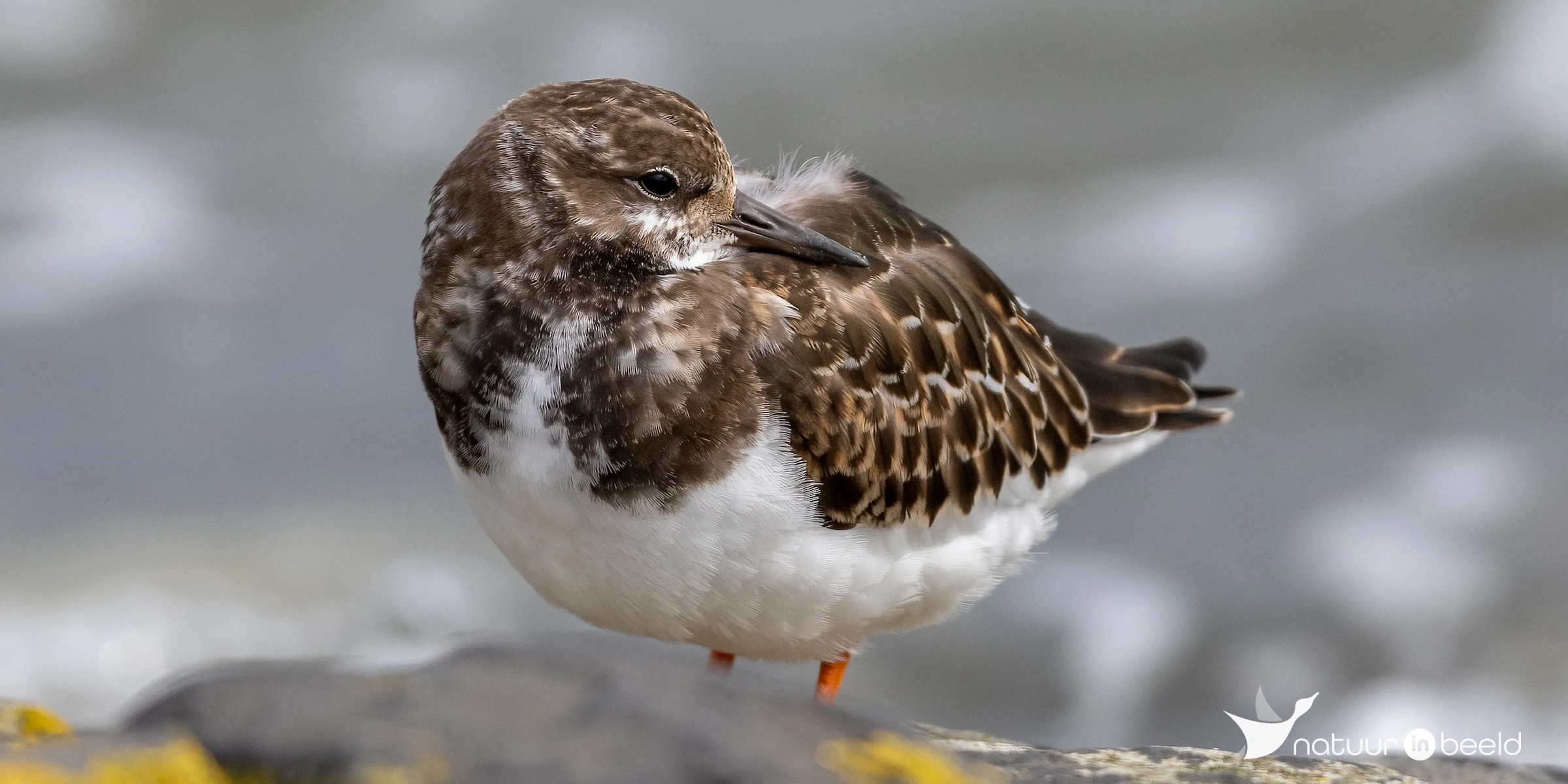 Steenloper — natuurfoto van Johan van Beilen