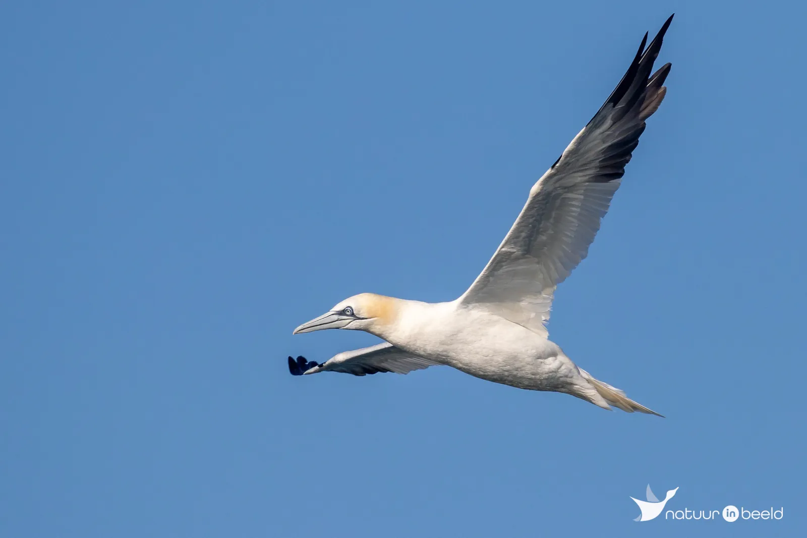 Jan-van-gent bij Noordzee — natuurfoto van Johan van Beilen