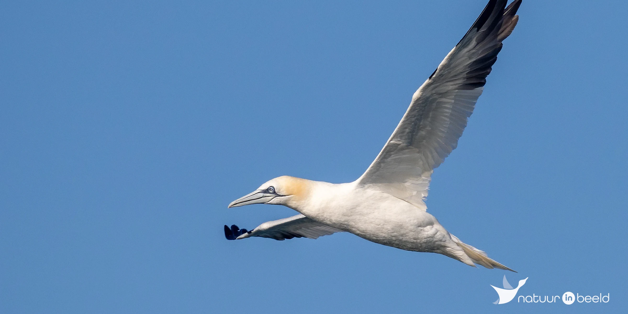 Jan-van-gent bij Noordzee — natuurfoto van Johan van Beilen