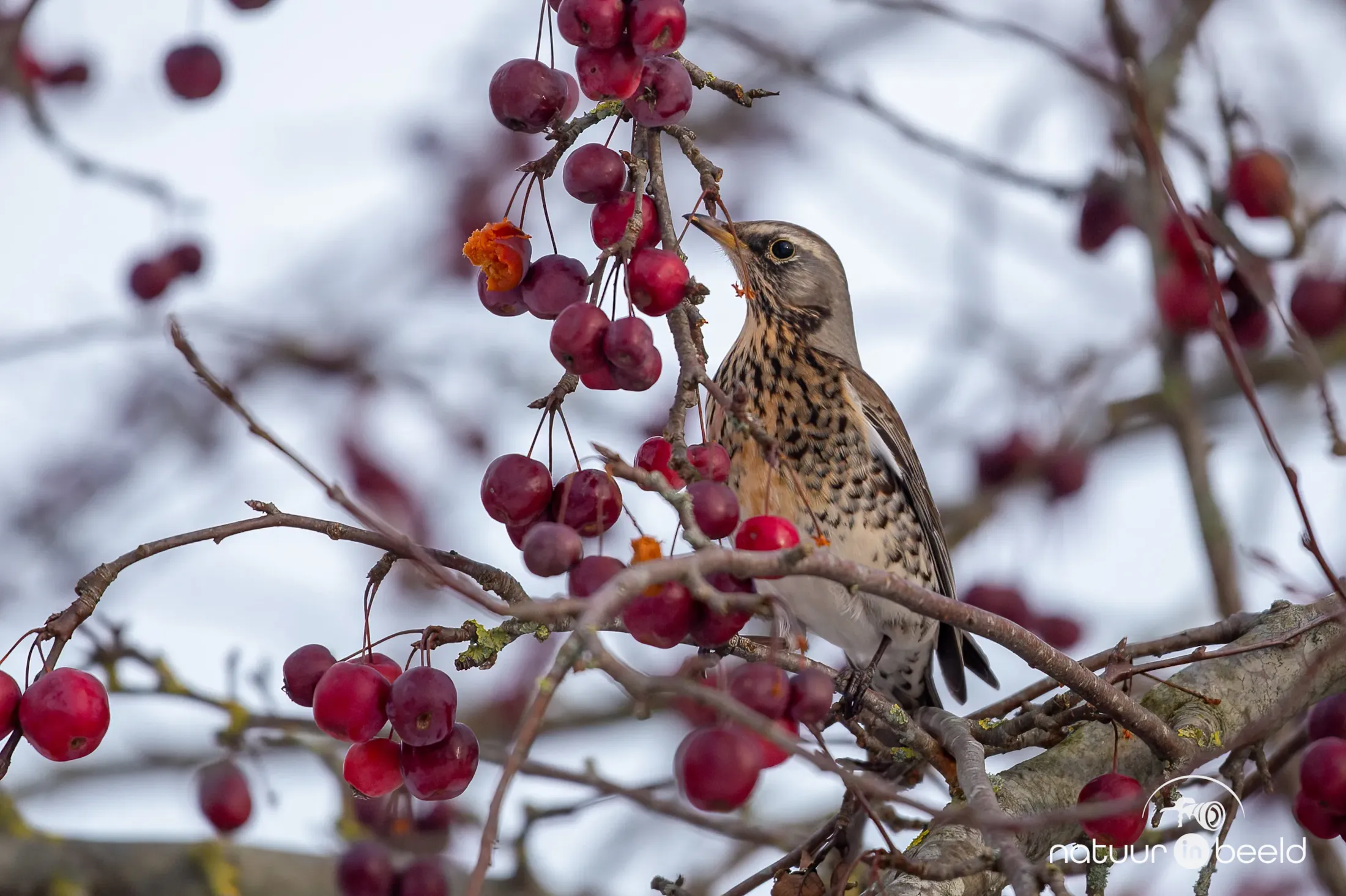 Kramsvogel