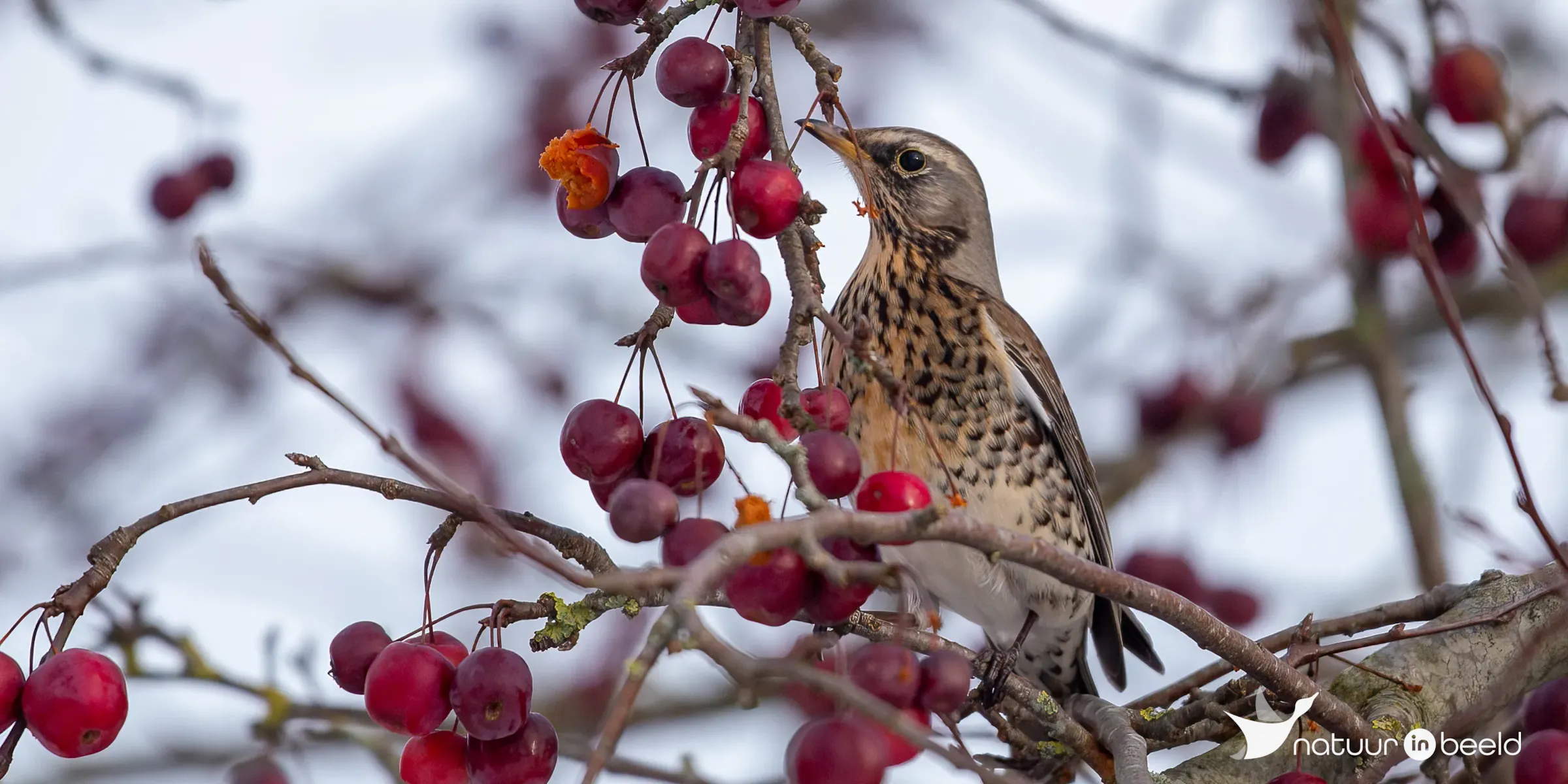 Kramsvogel — natuurfoto van Johan van Beilen