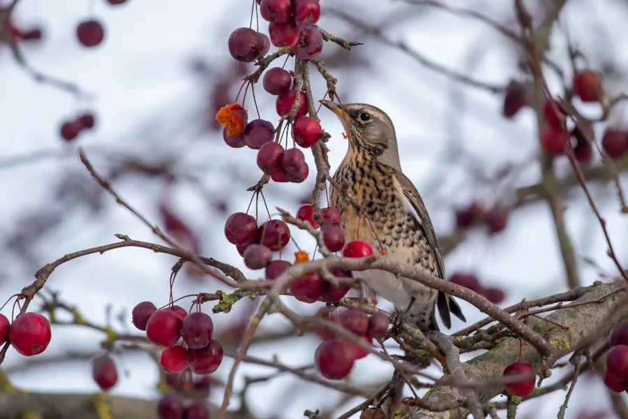 Kramsvogel