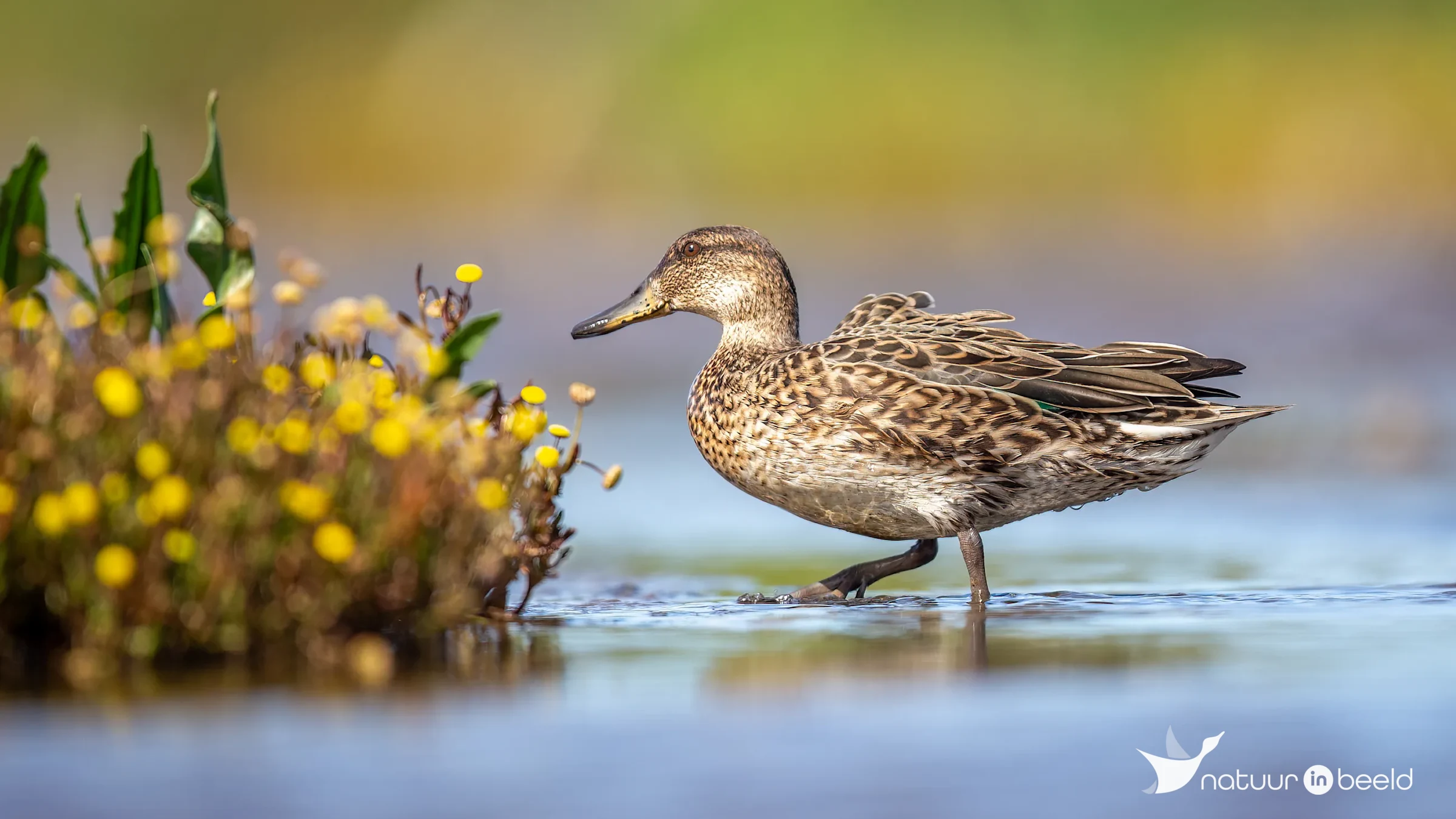 Krakeend (vrouw) — natuurfoto van Johan van Beilen
