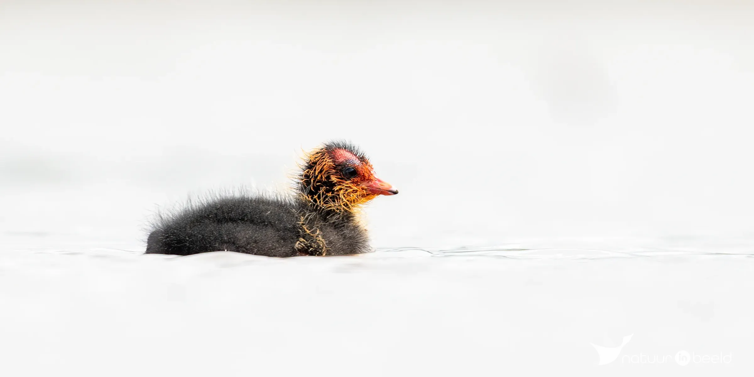 Jonge meerkoet — natuurfoto van Johan van Beilen