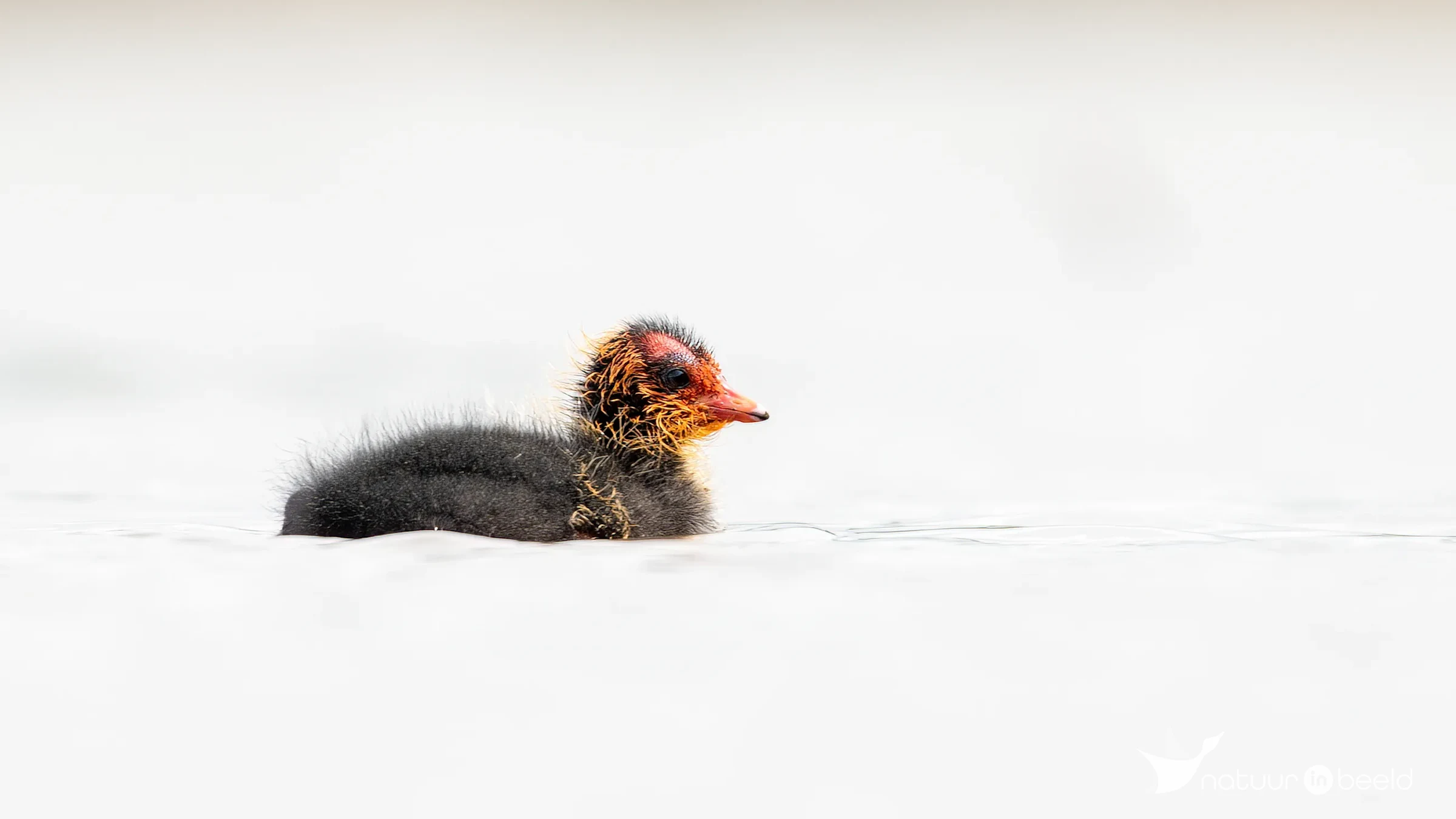 Jonge meerkoet — natuurfoto van Johan van Beilen