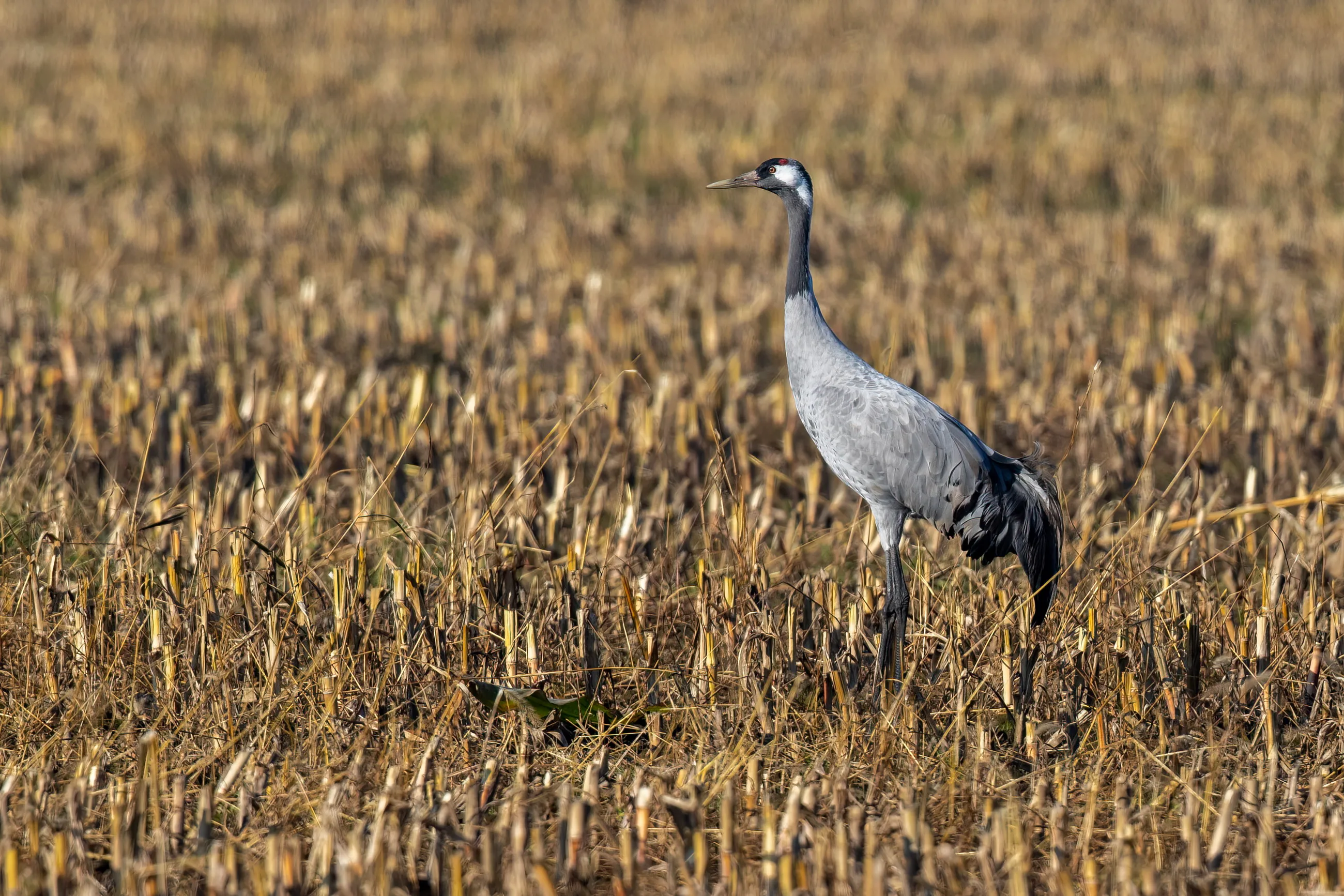 Kraanvogel