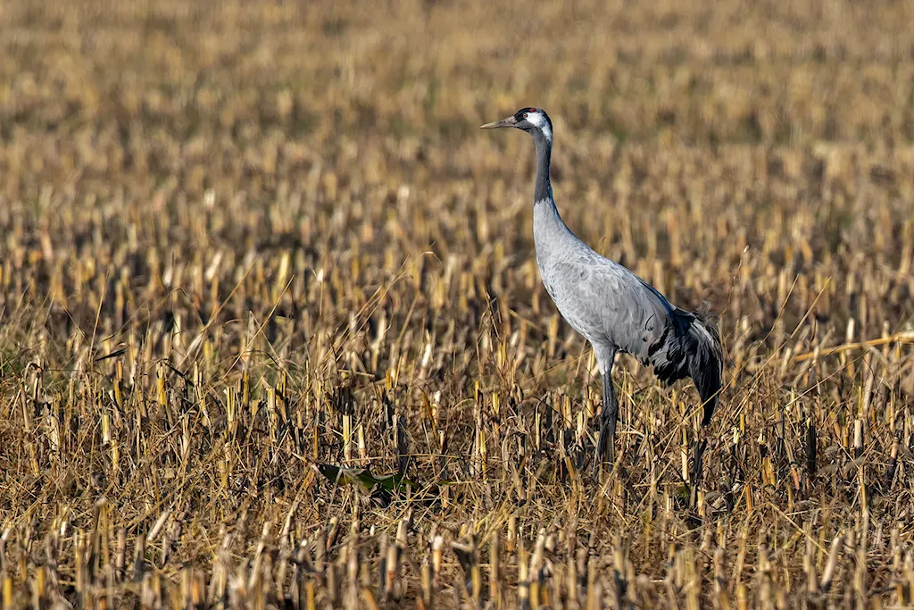 Kraanvogel