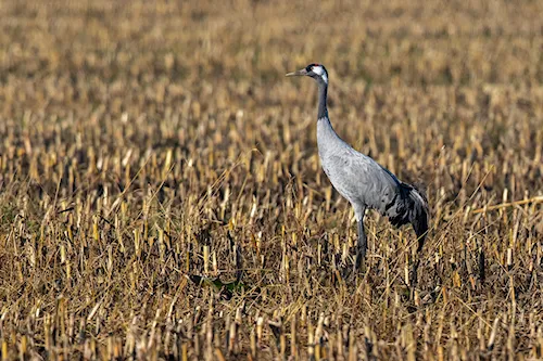 Kraanvogel
