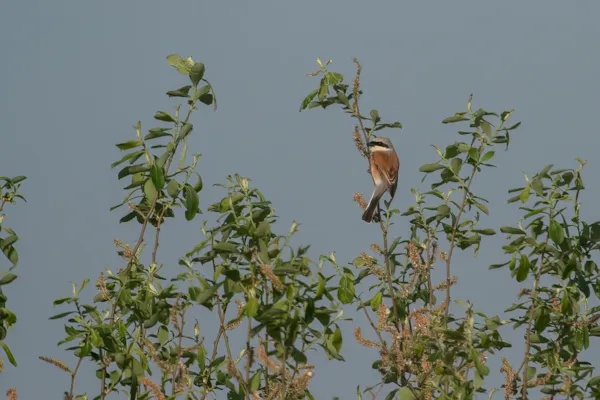 Klauwieren