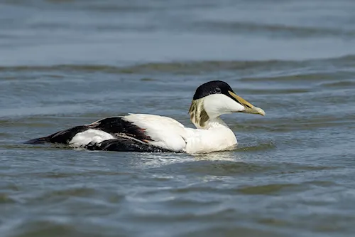 Eider