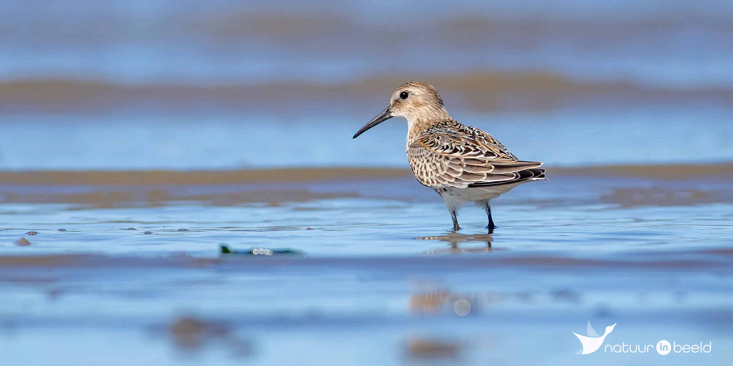 Bonte strandloper — natuurfoto van Johan van Beilen