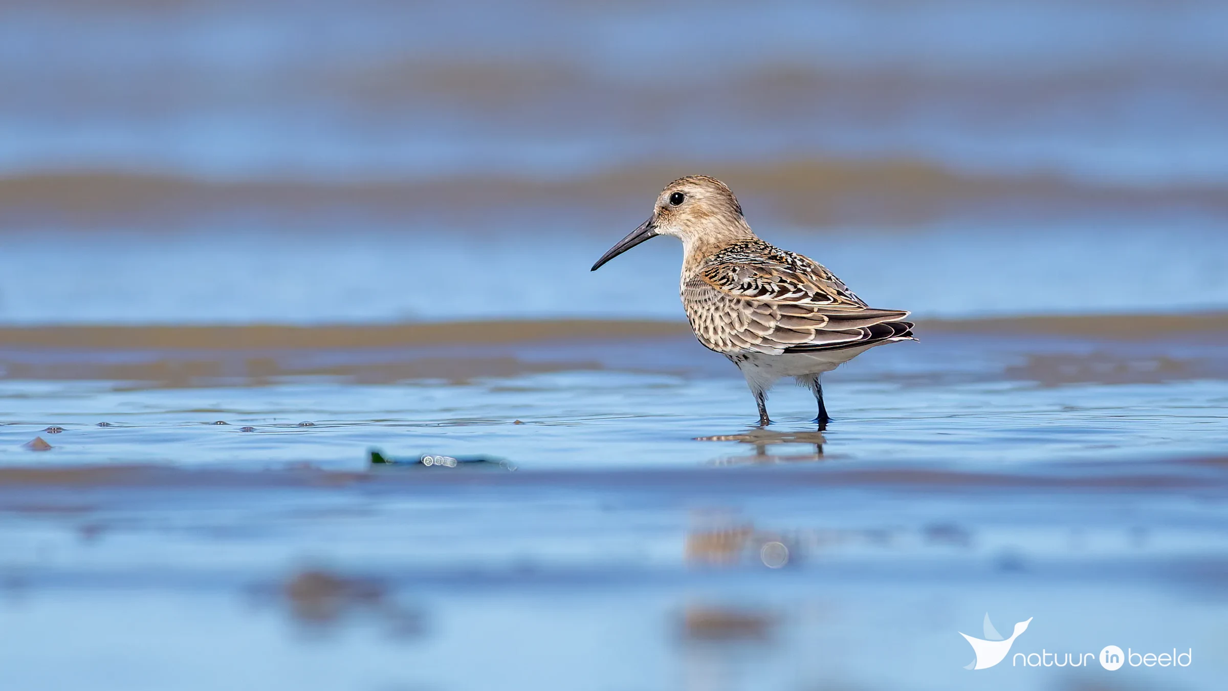 Bonte strandloper — natuurfoto van Johan van Beilen