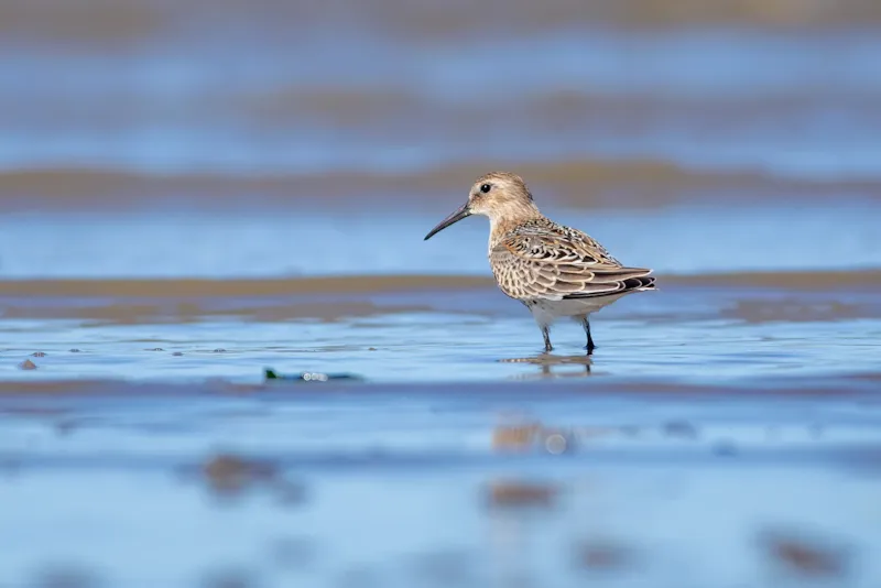 Bonte strandloper