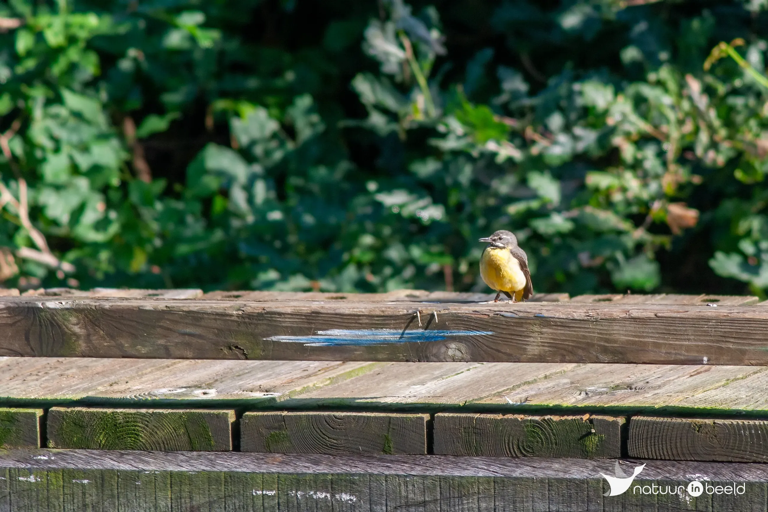Grote gele kwikstaart — natuurfoto van Johan van Beilen