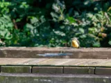 Grote gele kwikstaart
