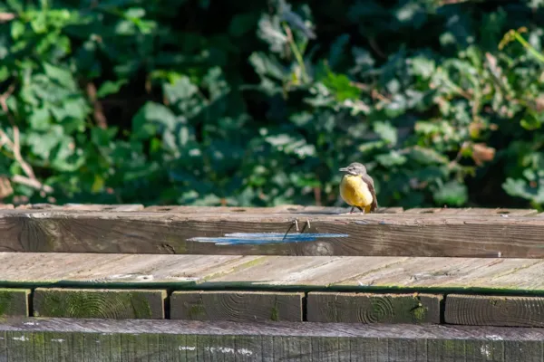 Grote gele kwikstaart — natuurfoto van Johan van Beilen