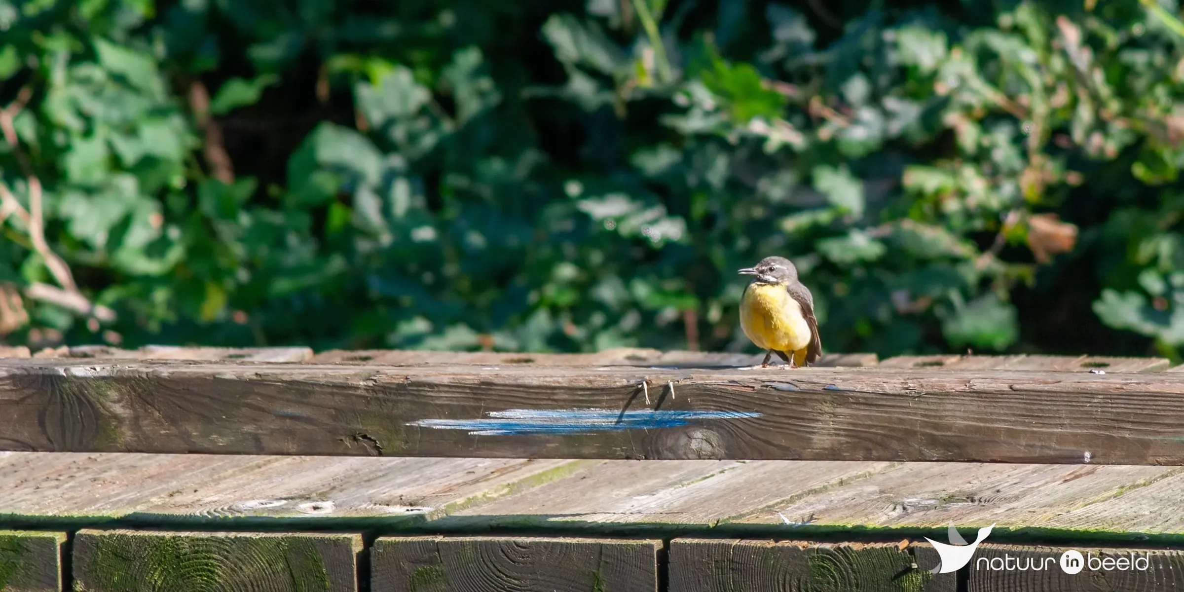 Grote gele kwikstaart — natuurfoto van Johan van Beilen