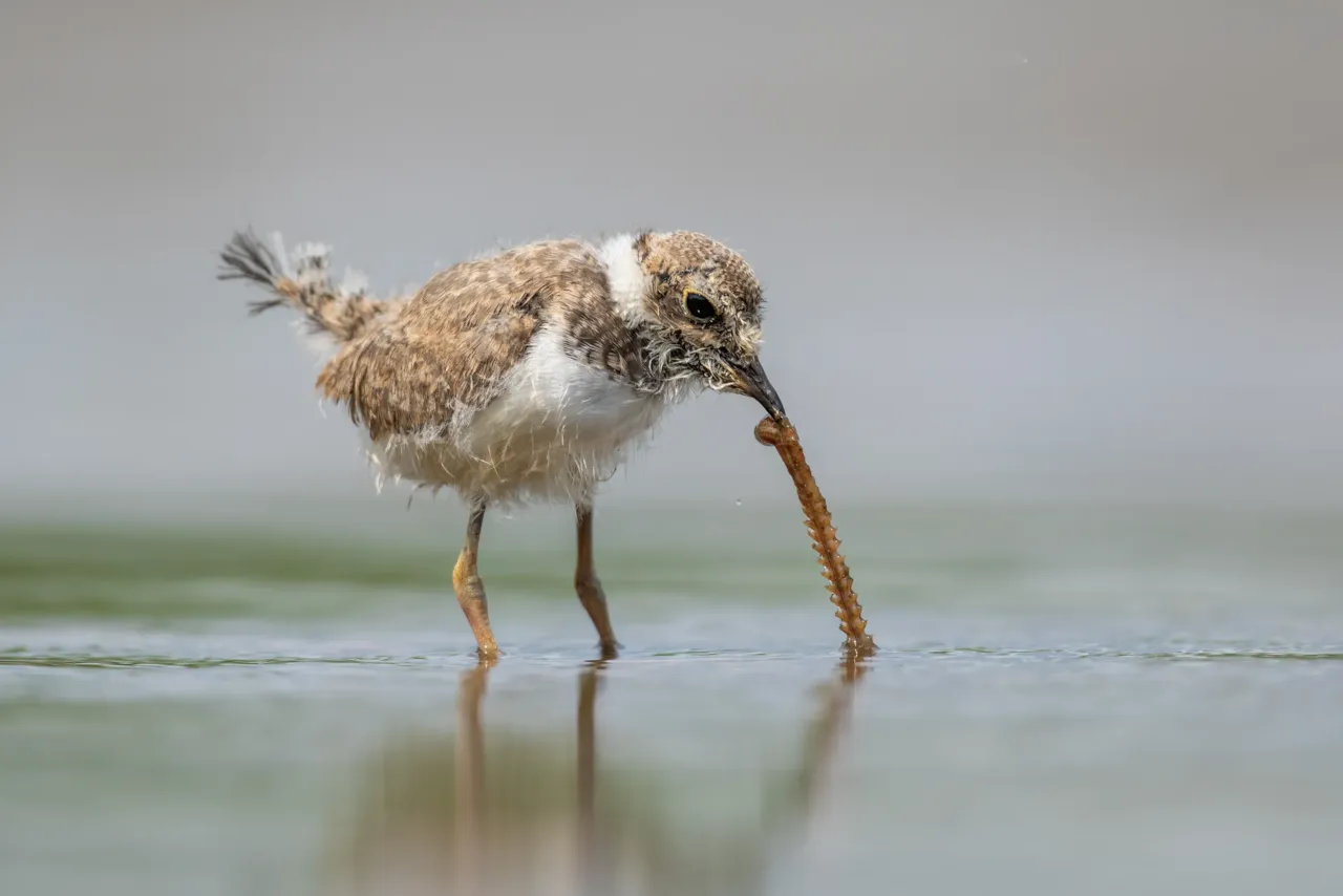 Jonge kleine plevier