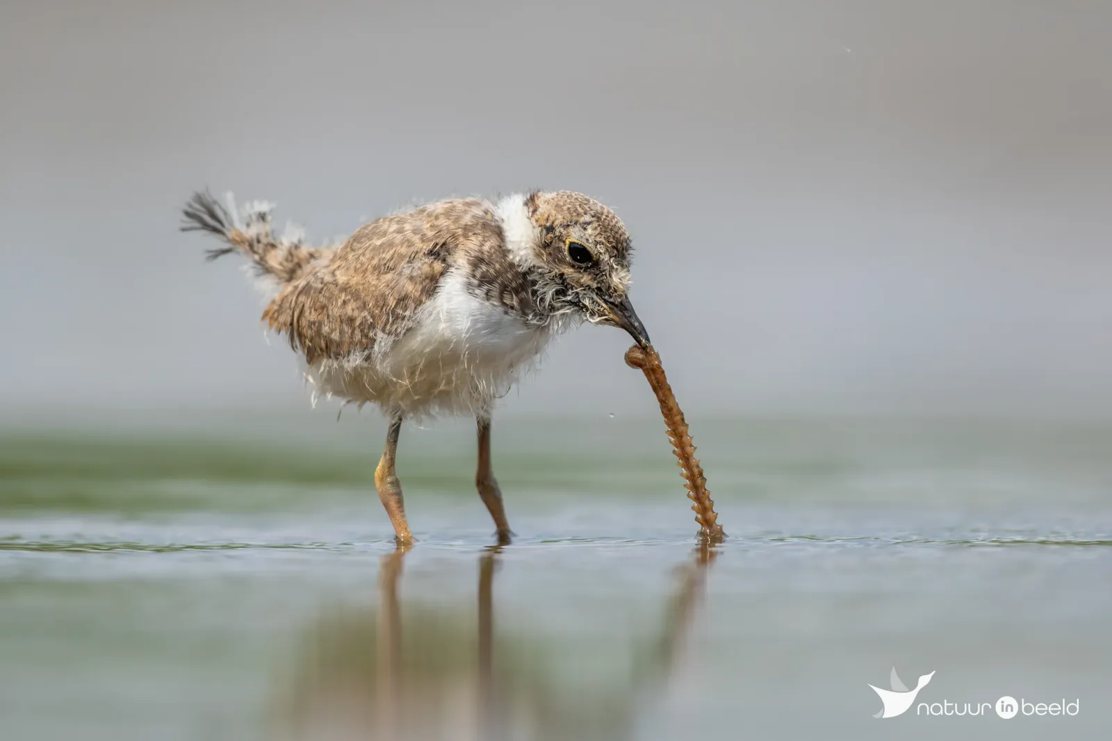 Jonge kleine plevier