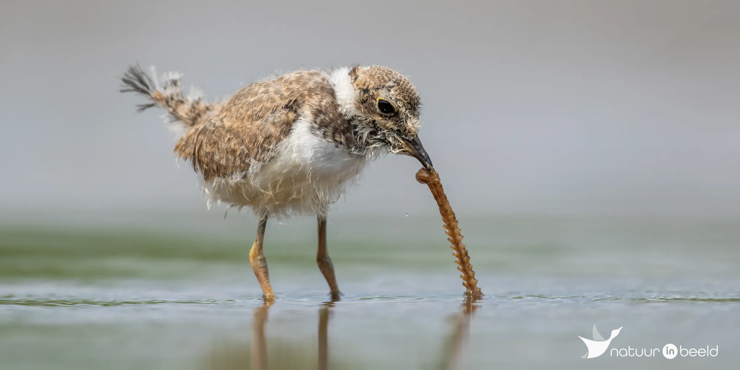 Jonge kleine plevier — natuurfoto van Johan van Beilen