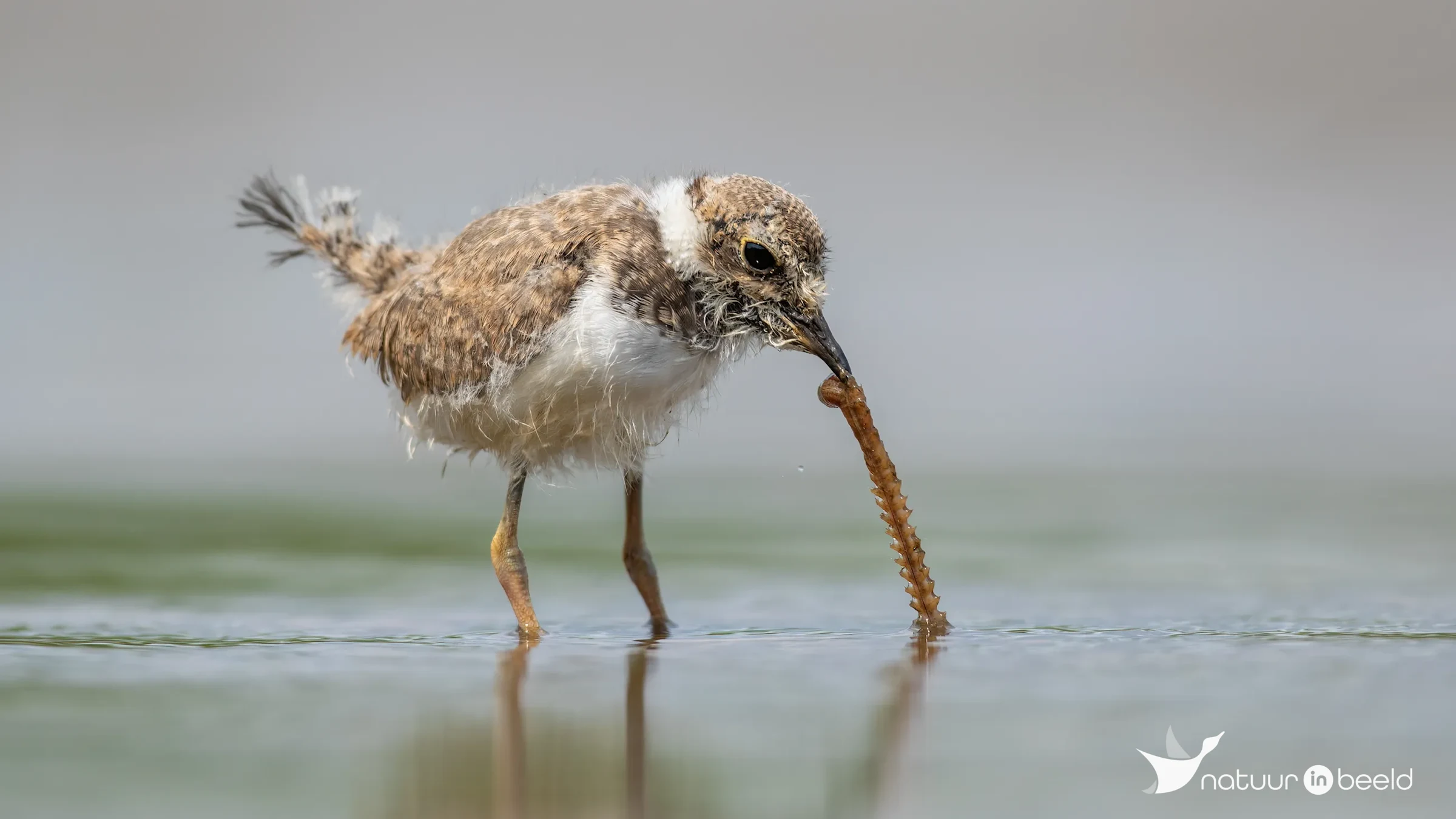 Jonge kleine plevier — natuurfoto van Johan van Beilen