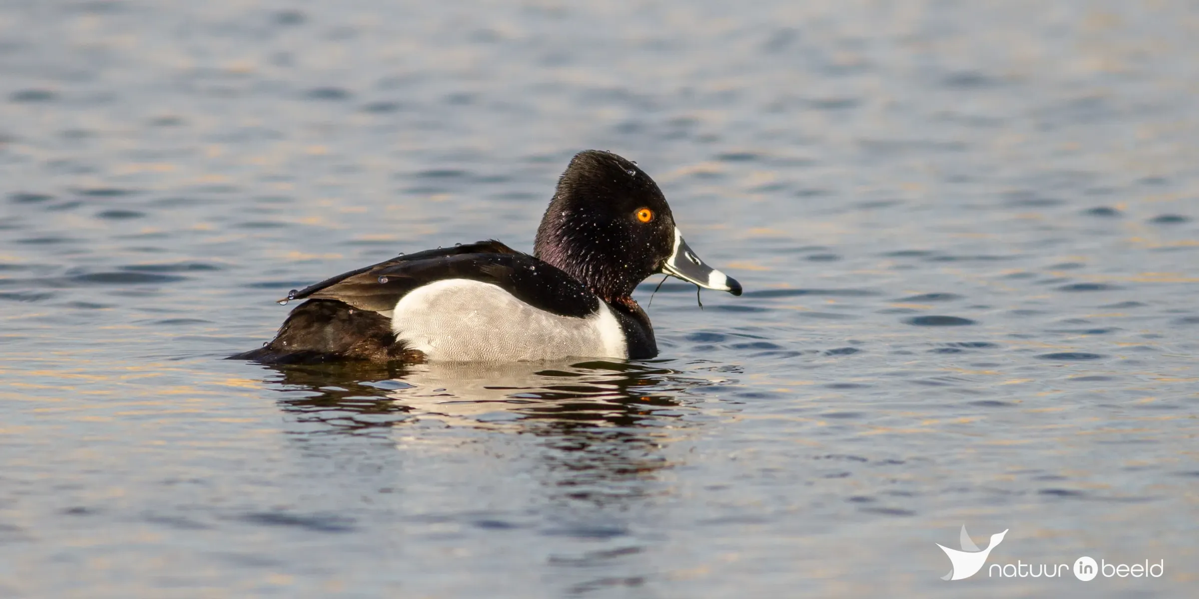Ringsnaveleend — natuurfoto van Johan van Beilen