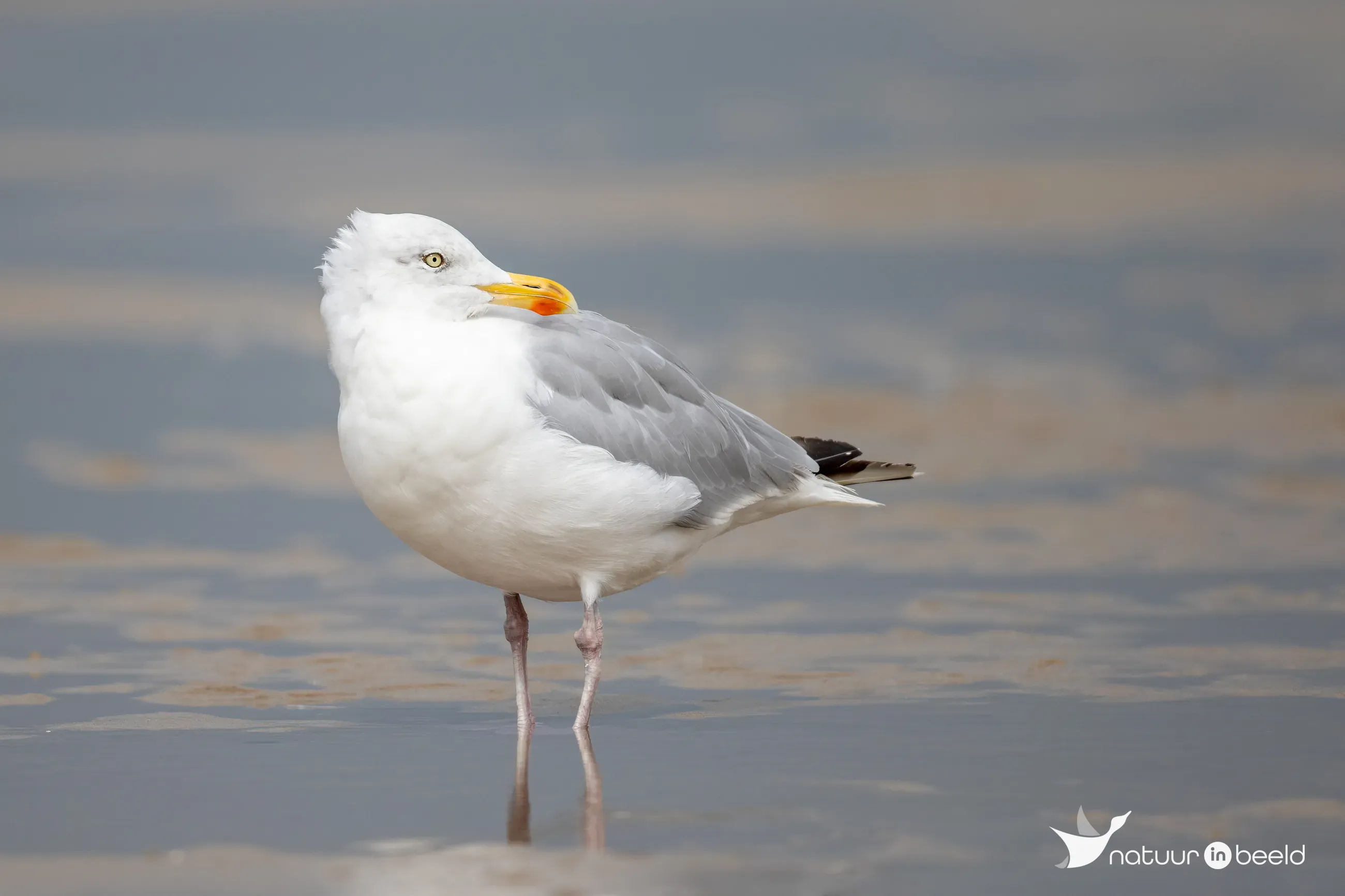 Zilvermeeuw — natuurfoto van Johan van Beilen