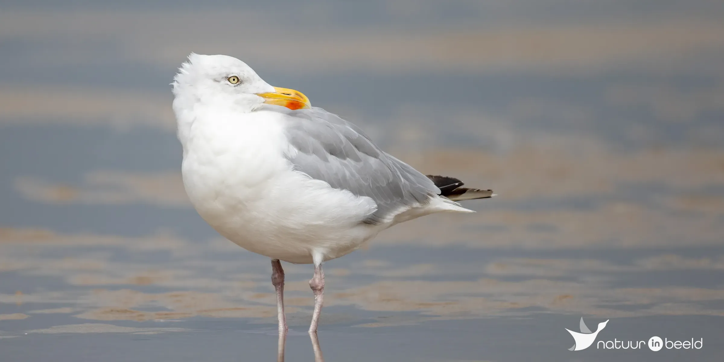 Zilvermeeuw — natuurfoto van Johan van Beilen