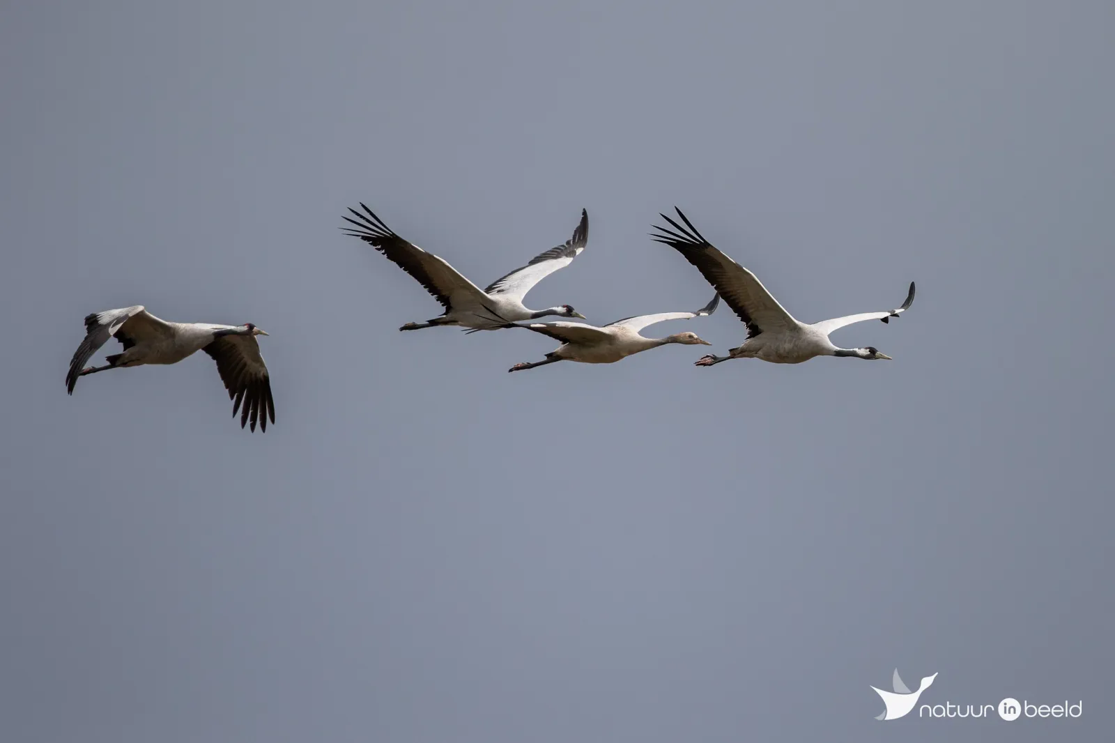 Kraanvogels in vlucht — natuurfoto van Johan van Beilen