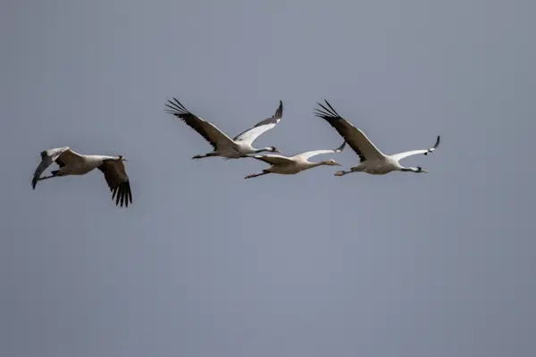 Kraanvogels in vlucht — natuurfoto van Johan van Beilen