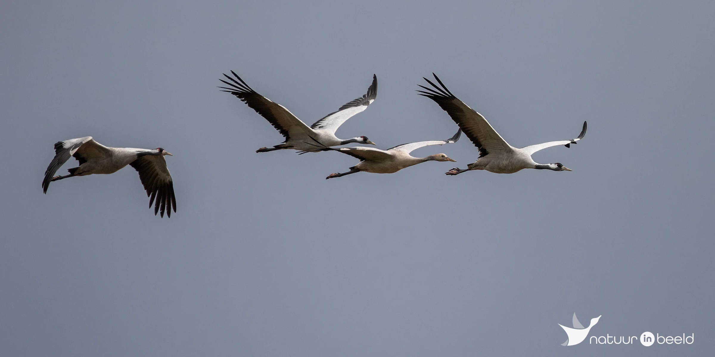 Kraanvogels in vlucht — natuurfoto van Johan van Beilen