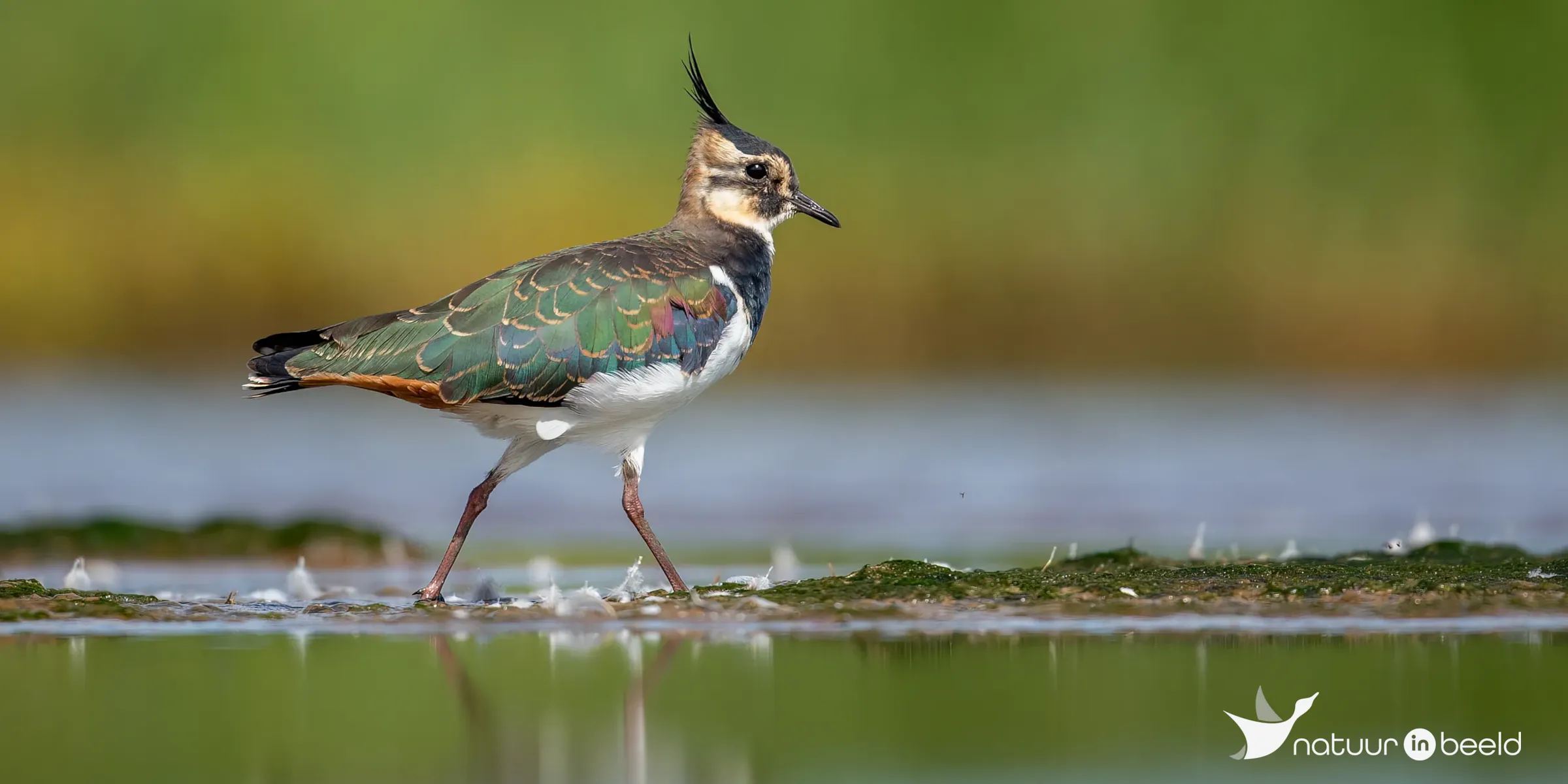 Kievit — natuurfoto van Johan van Beilen
