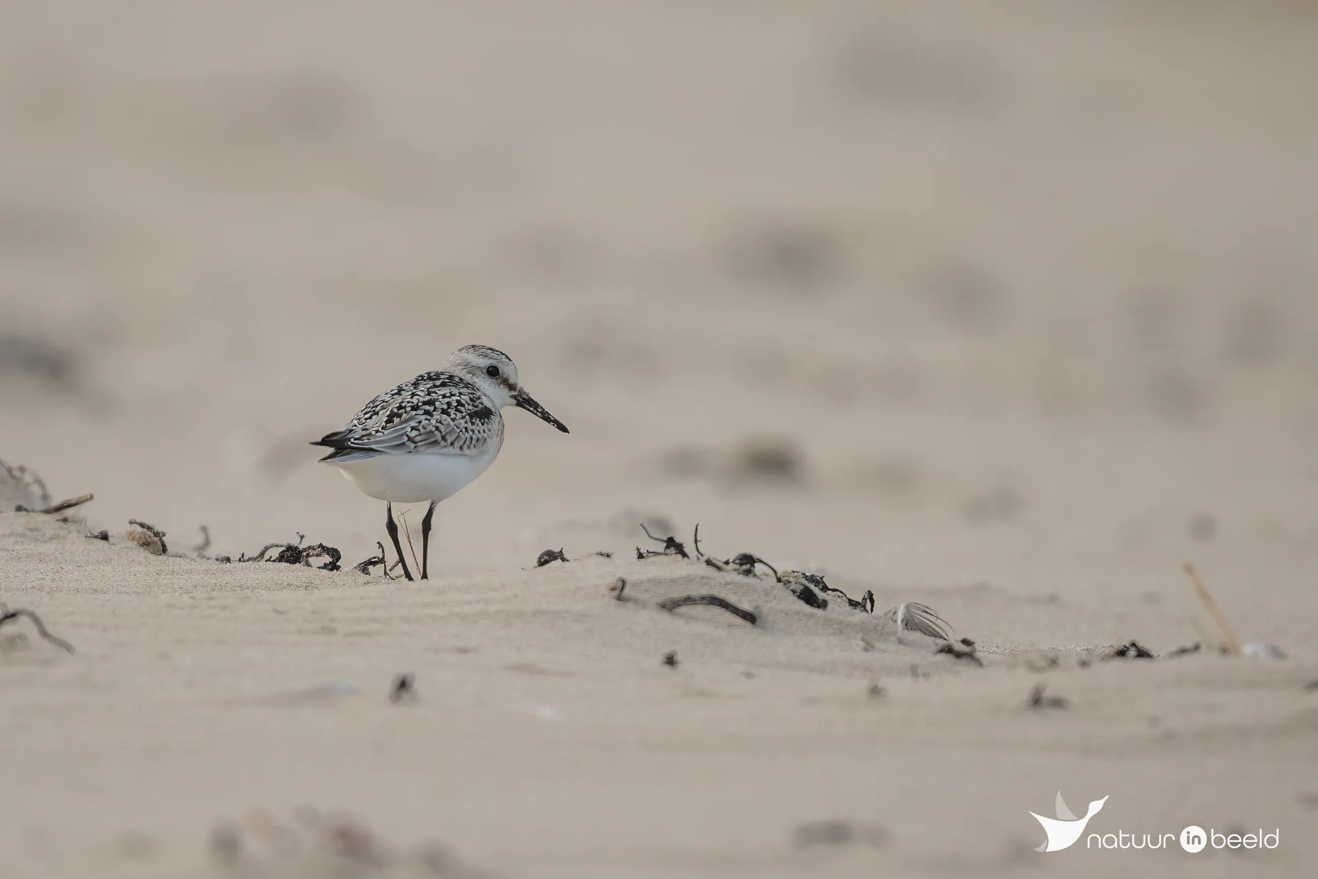 Drieteenstrandloper — natuurfoto van Johan van Beilen
