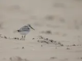 Drieteenstrandloper