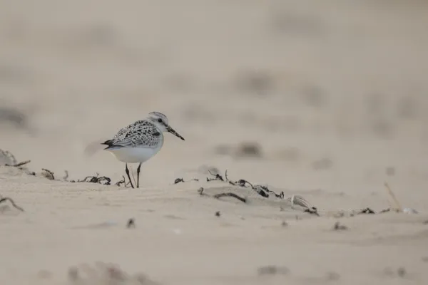Drieteenstrandloper