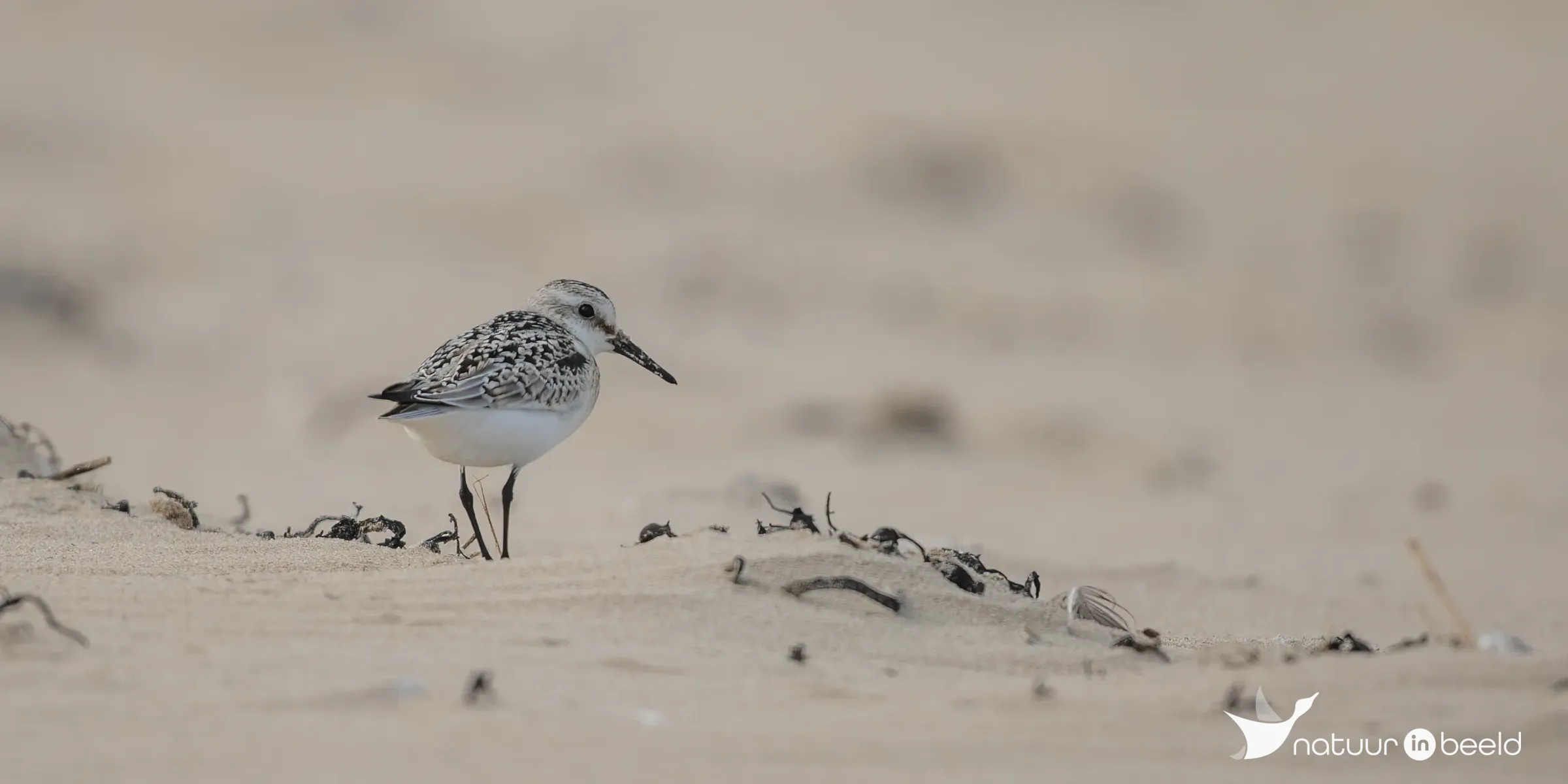 Drieteenstrandloper — natuurfoto van Johan van Beilen