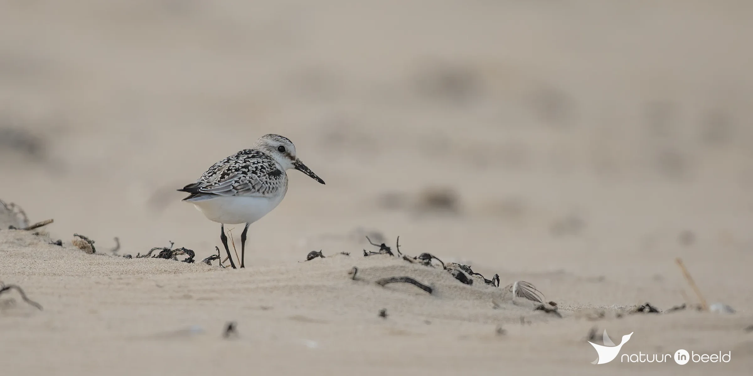 Drieteenstrandloper — natuurfoto van Johan van Beilen
