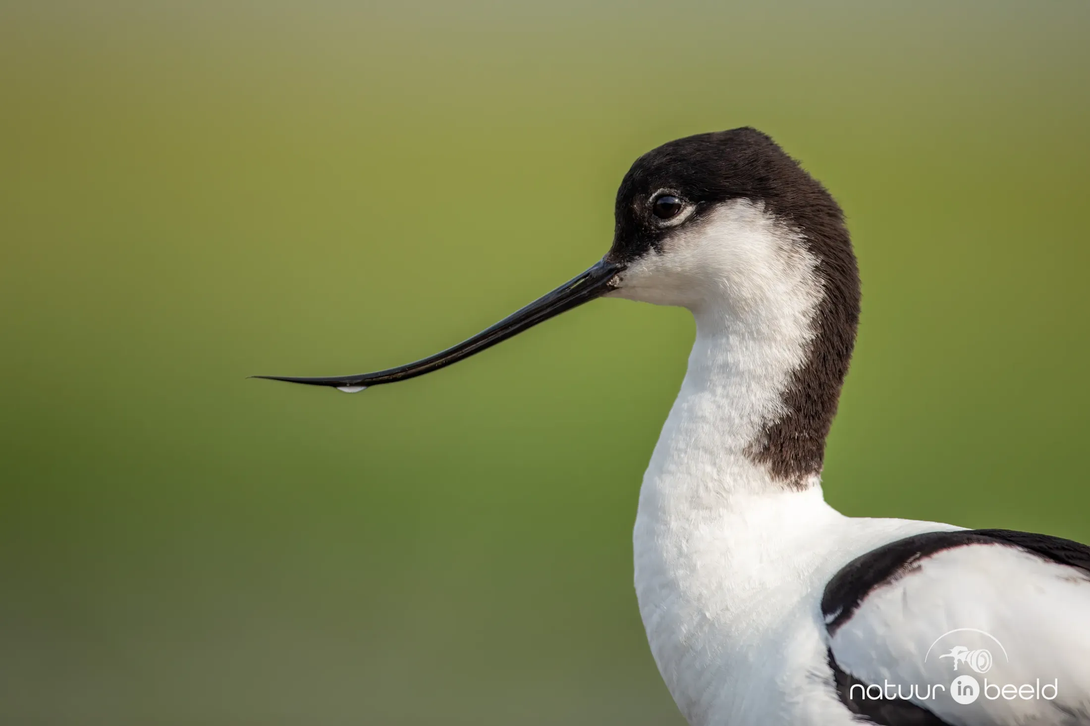 Portret van een Kluut