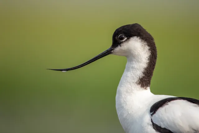 Portret van een Kluut