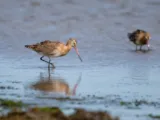 (IJslandse) grutto