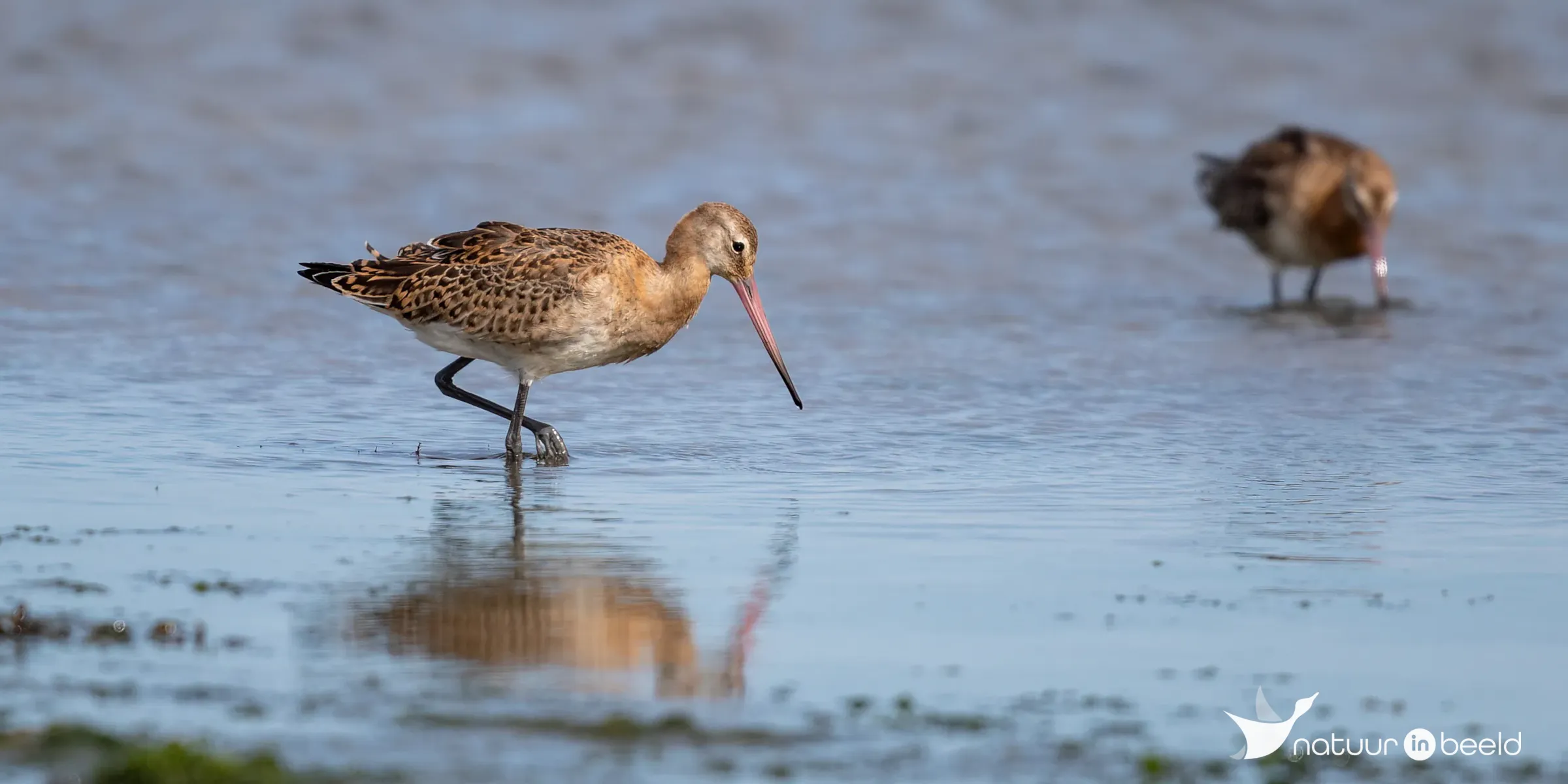 IJslandse grutto — natuurfoto van Johan van Beilen