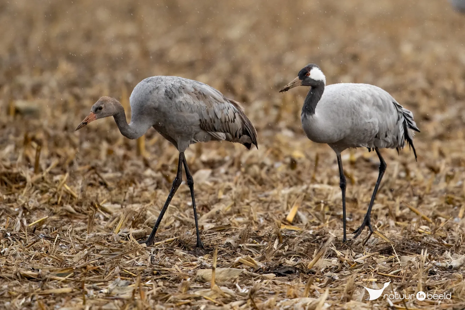 Kraanvogels in Duitsland — natuurfoto van Johan van Beilen