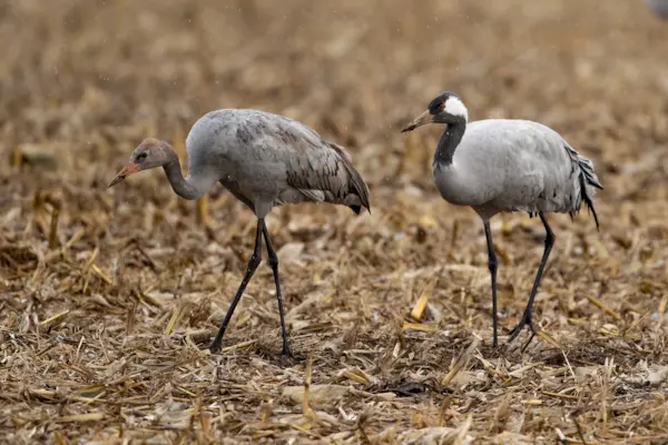 Kraanvogels in Duitsland