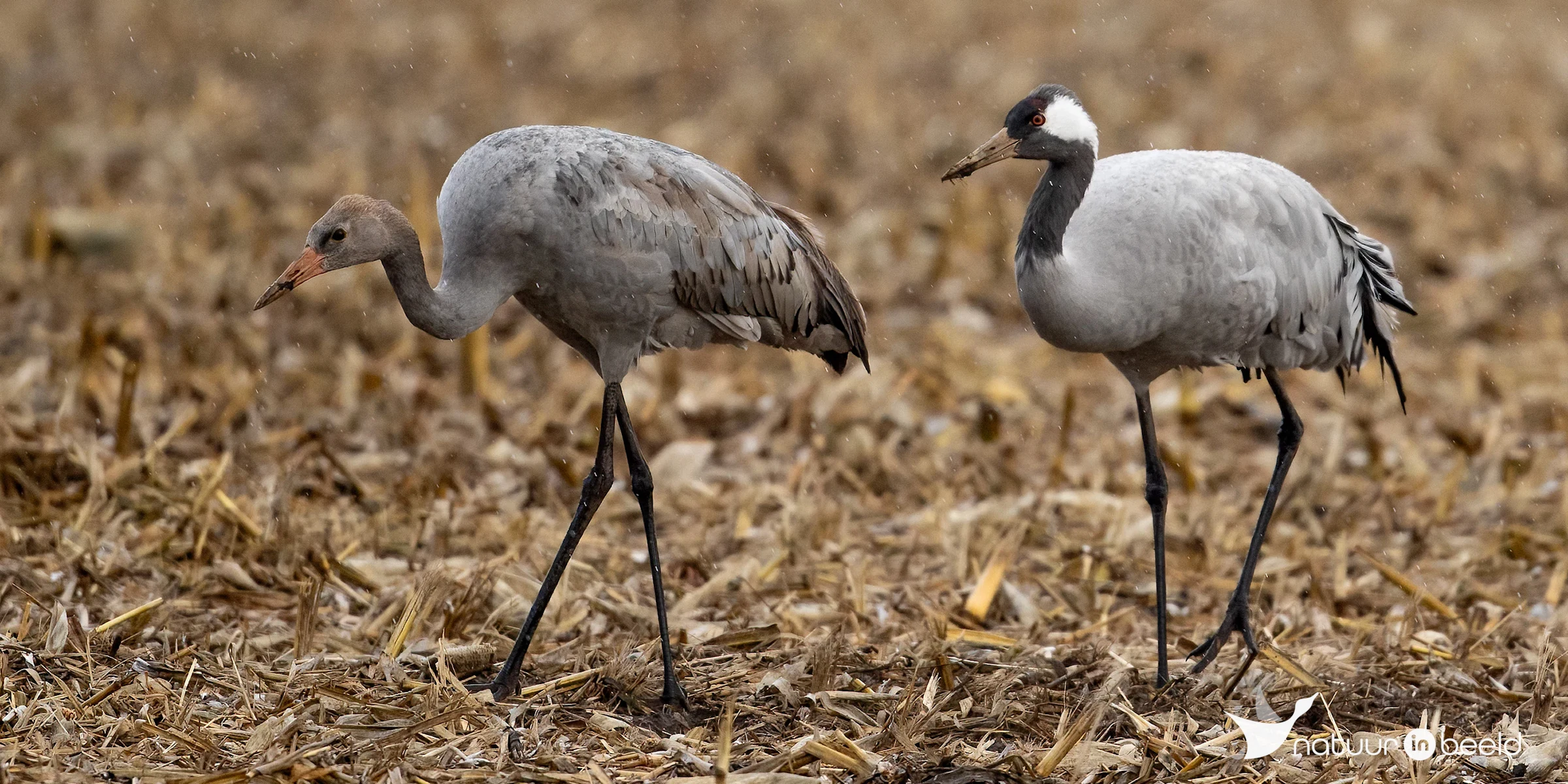 Kraanvogels in Duitsland — natuurfoto van Johan van Beilen