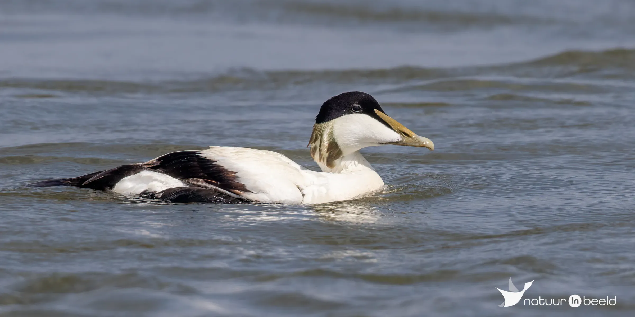 Eider (man) — natuurfoto van Johan van Beilen