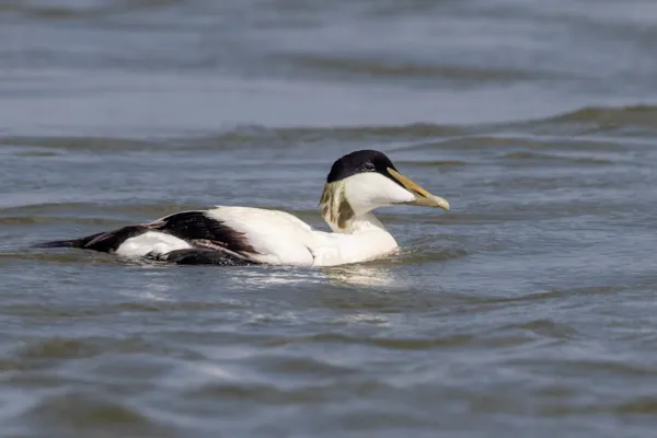 Eider (man)